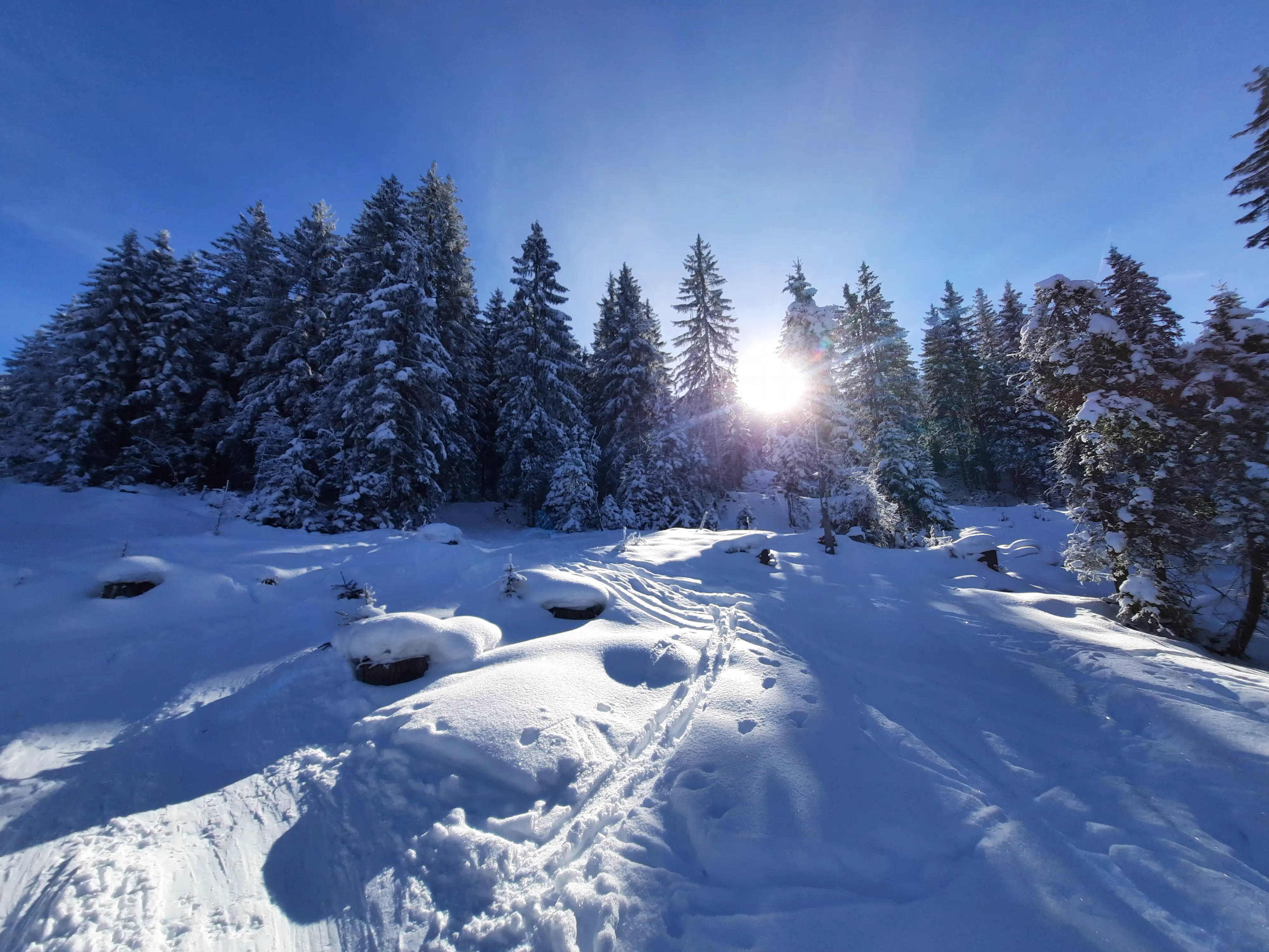 Auf diesem winterlich sonnigem Foto ist sind die wunderschön angezuckerten Bäume auf dem Wassersteig zum Sattelberg zu sehen. Im Hintergrund blinzelt die Sonne durch, ein perfekter Tag für eine Skitour. 